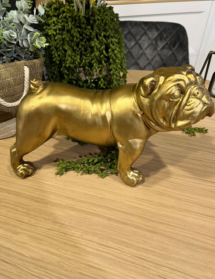 Bulldog Dorado - Imagen 2